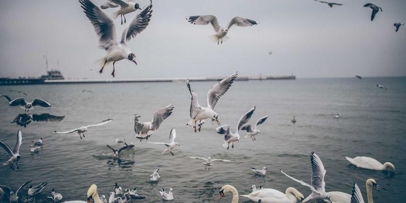 军事收藏品深度解析：勋章、武器与装备的历史价值与收藏规范