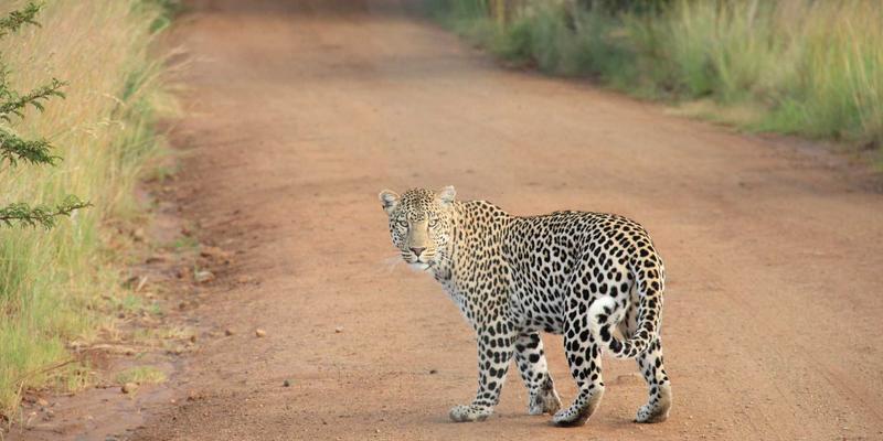 复古海报收藏指南：解码电影宣传与商业广告的艺术价值与市场热点